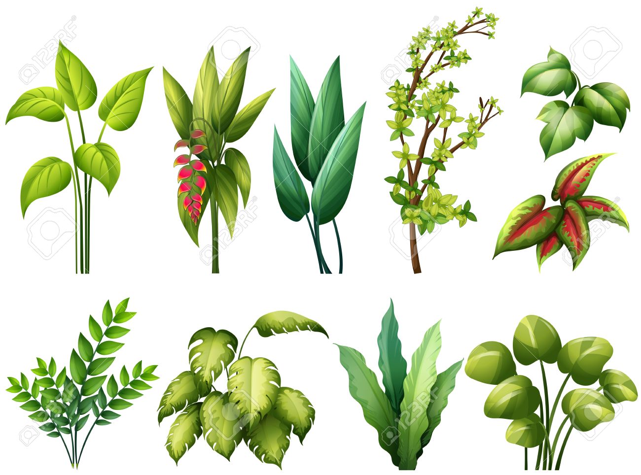 Different Kind Of Plants Royalty Free SVG, Cliparts, Vectors ...