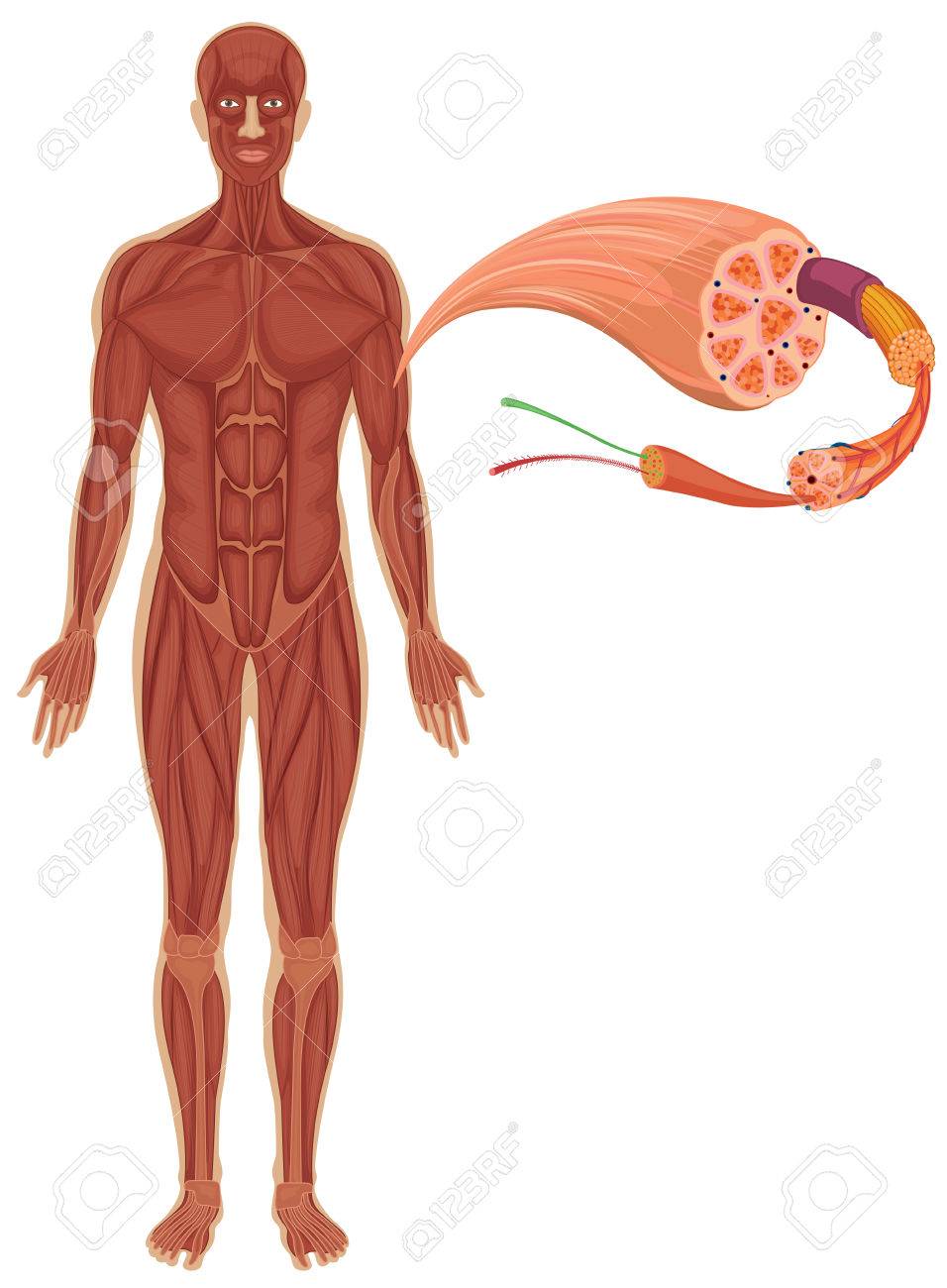 動物画像無料 新着筋肉 図 イラスト