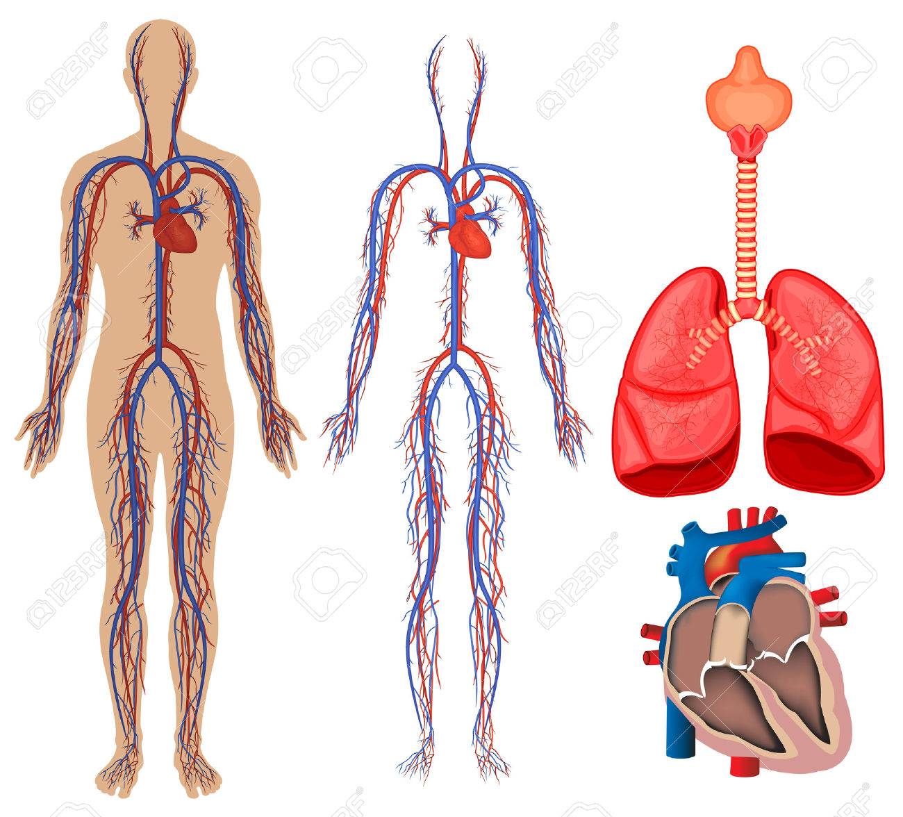 sistema circulatorio en la ilustración cuerpo humano ilustraciones