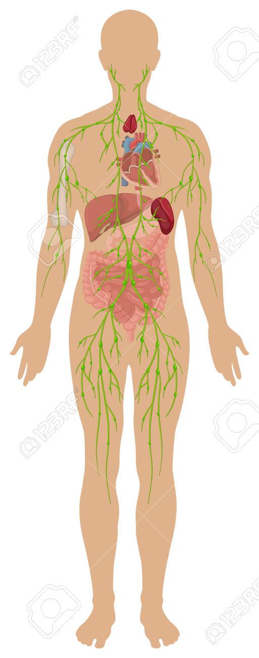 人体図におけるリンパ系 のイラスト素材 ベクタ Image 5840