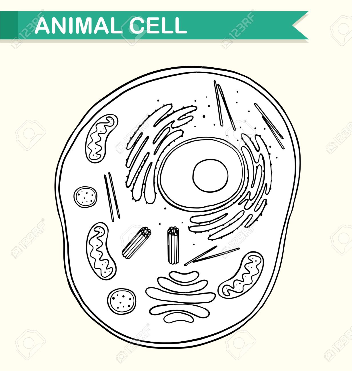 Schema Montrant Cellule Animale Illustration Clip Art Libres De Droits Vecteurs Et Illustration Image