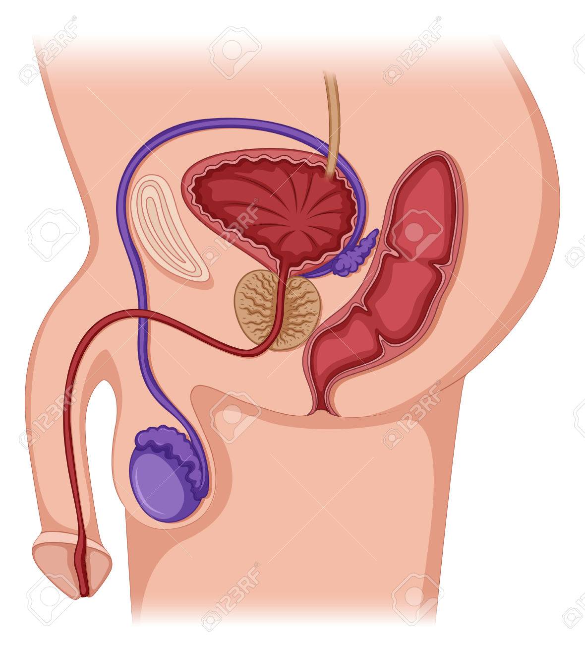 male prostate location diagram male prostate location diagram