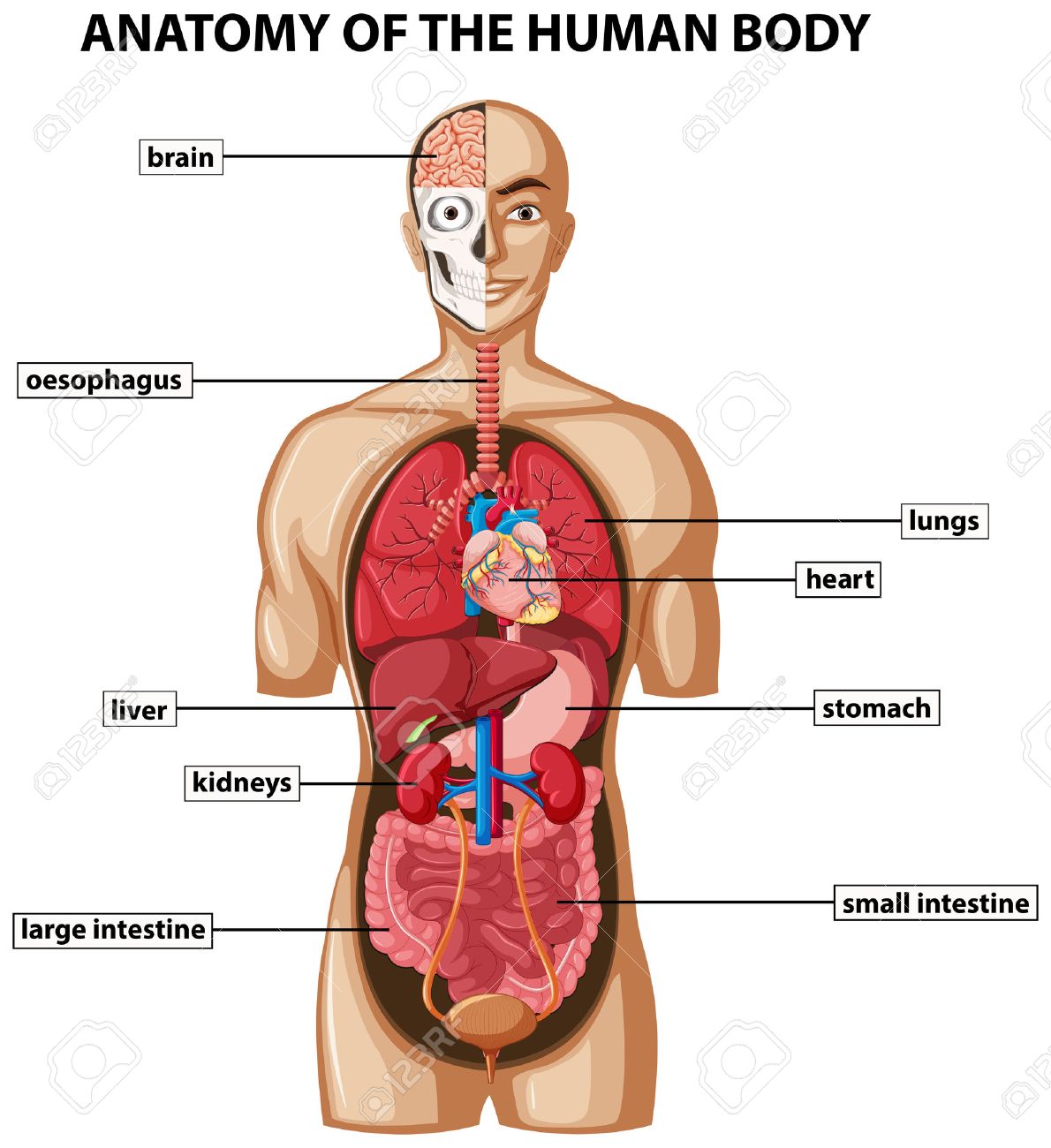 anatomie corps humain anatomie corps humain