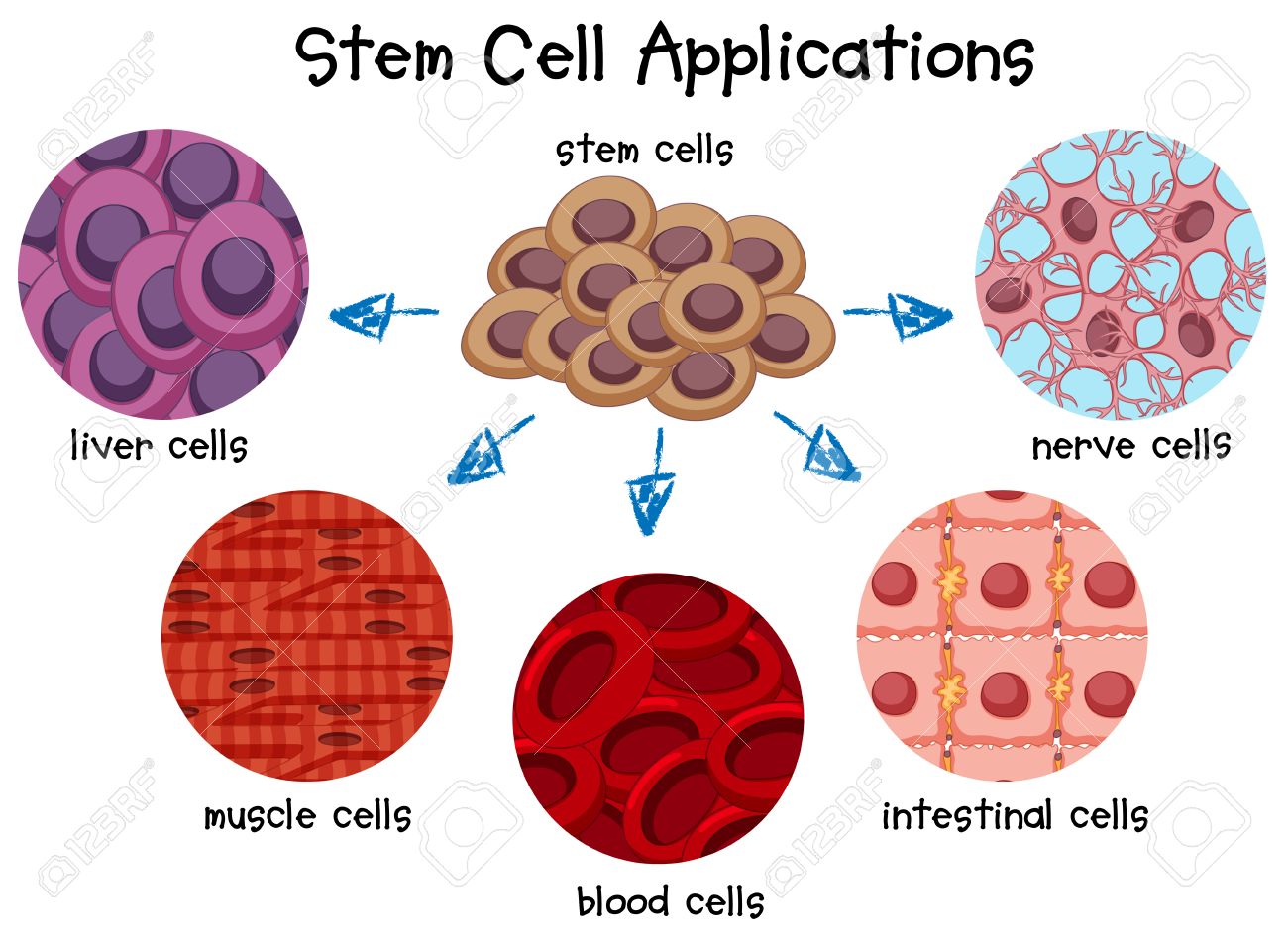 Diagram Of Different Stem Cells Illustration Royalty Free Cliparts Vectors And Stock Illustration Image