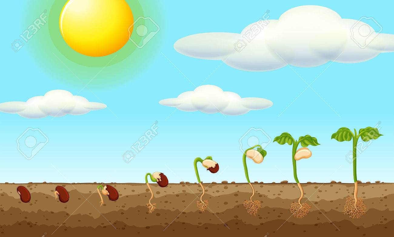 地上図で種から植物の成長 のイラスト素材 ベクタ Image