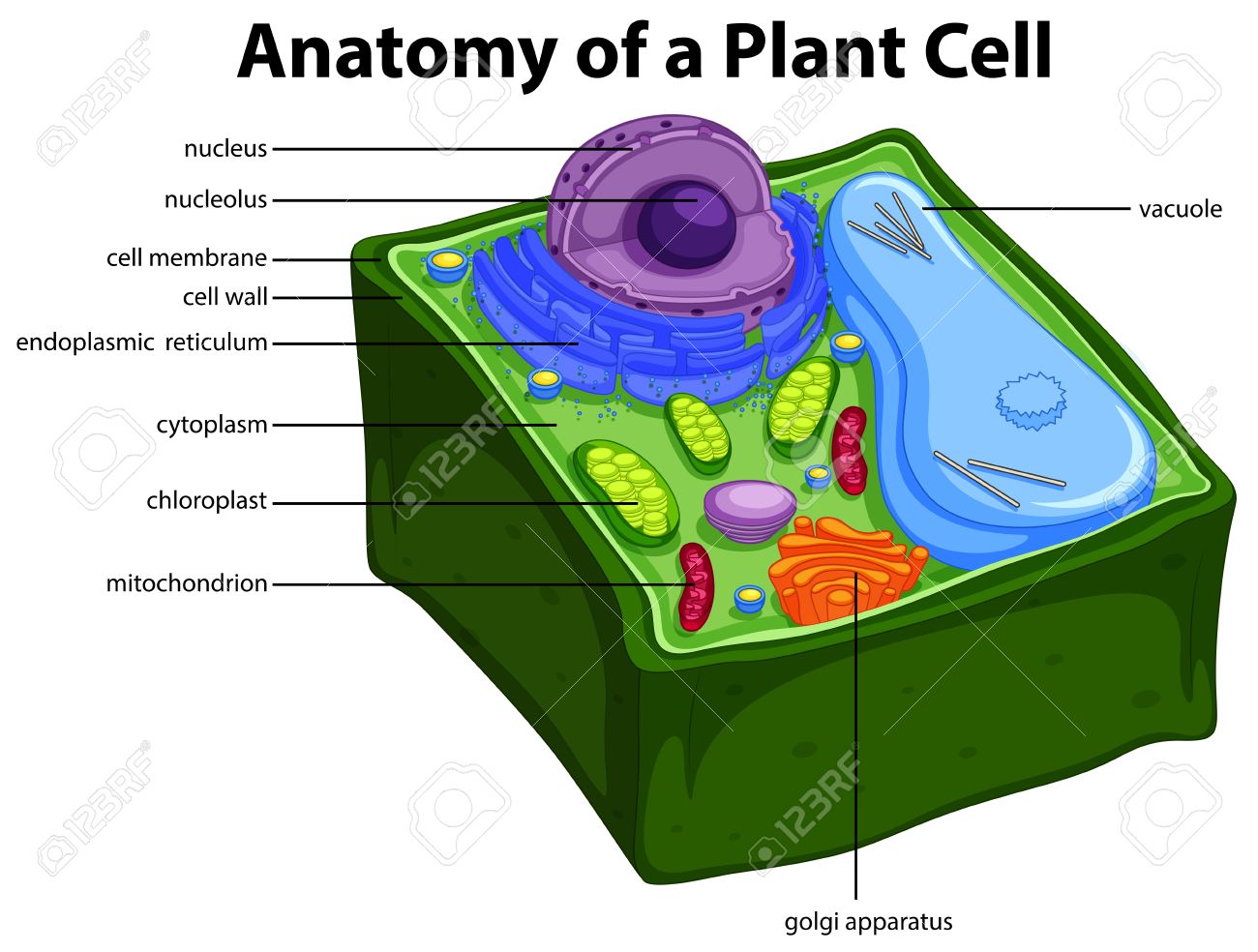 Schema Montrant L Anatomie De La Cellule Vegetale Illustration Clip Art Libres De Droits Vecteurs Et Illustration Image