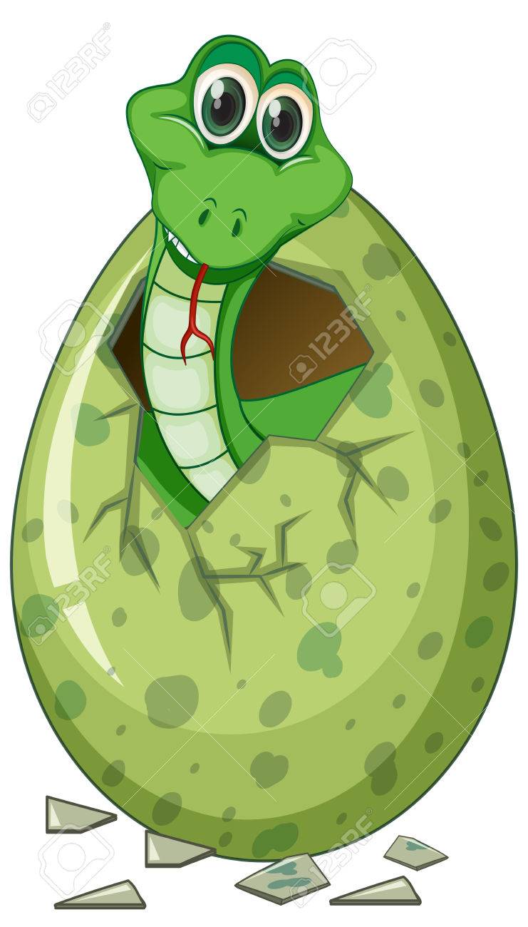緑のヘビ孵化卵イラストのイラスト素材 ベクタ Image 緑のヘビ孵化卵イラストのイラスト素材 ベクタ Image