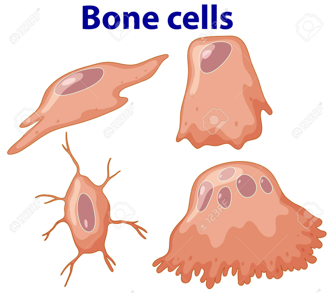 Human Bone Cells Anatomy Illustration Royalty Free Cliparts Vectors And Stock Illustration Image 155124737