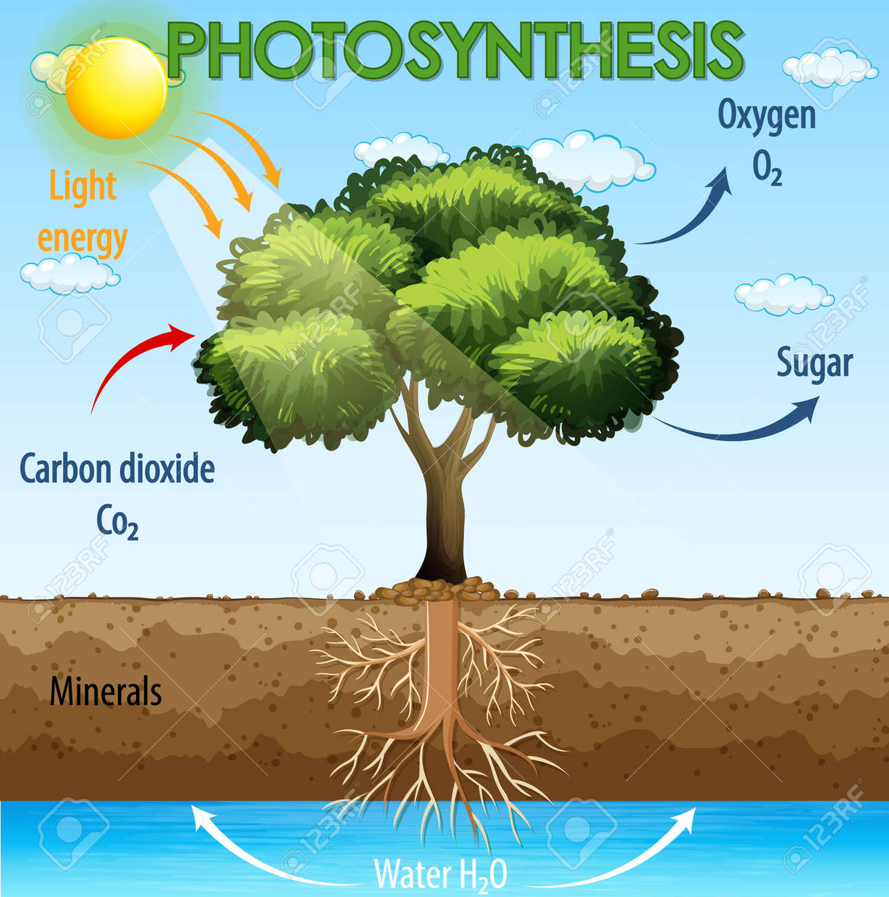free photosynthesis