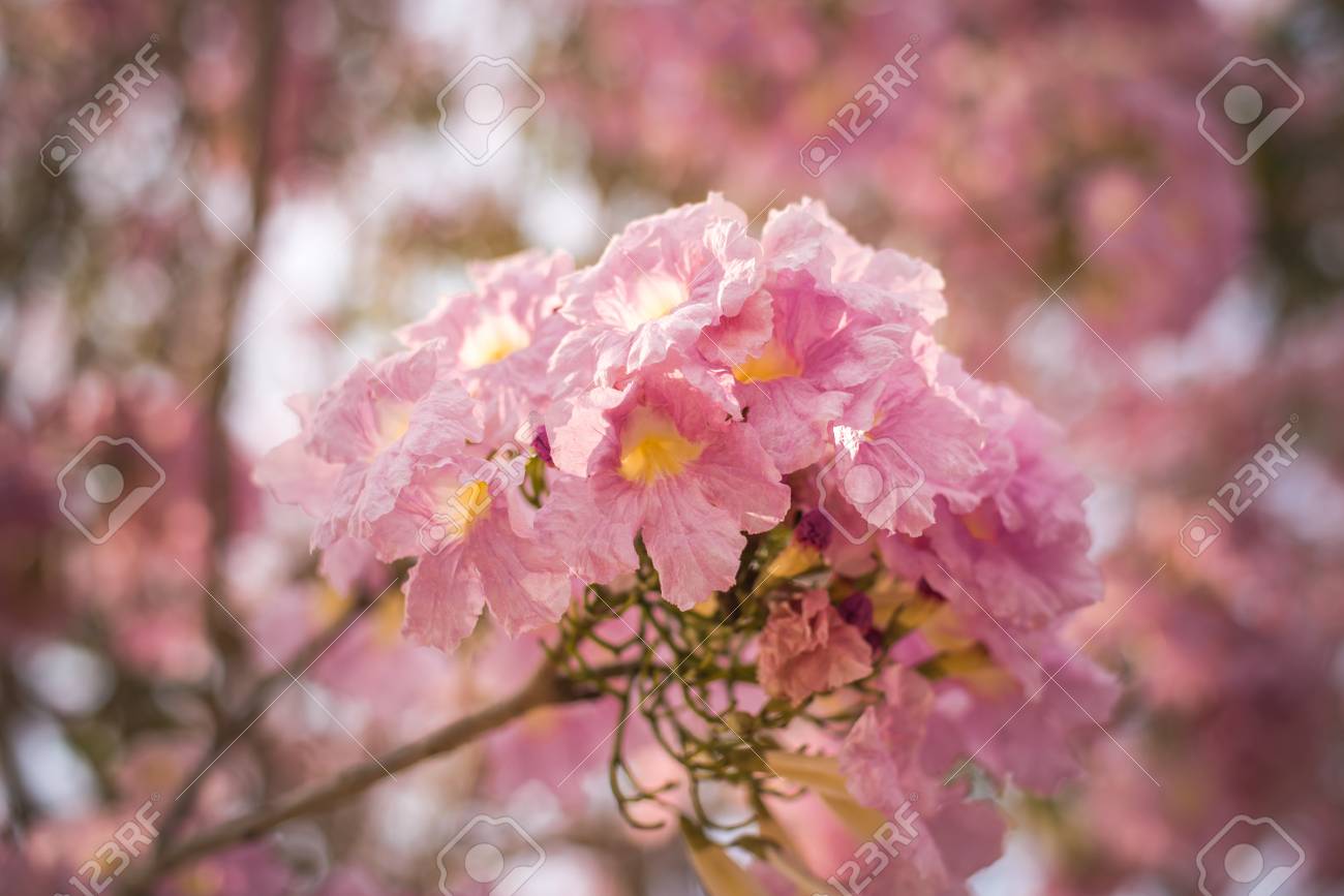 春ピンク色の花 ピンクの花 の写真素材 画像素材 Image 春ピンク色の花 ピンクの花 の写真素材 画像素材 Image