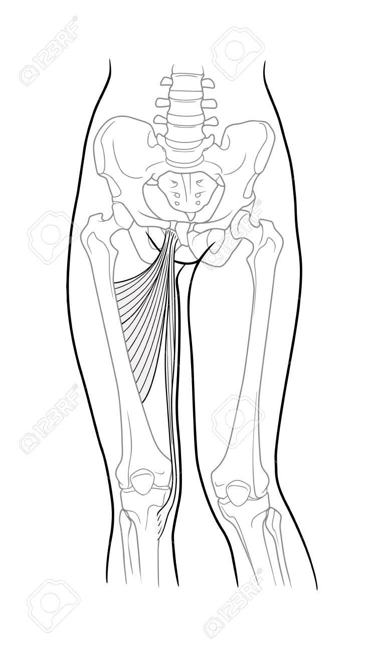 太ももの筋肉 内転筋腱長 短内転筋大腿骨と女性スケルトンと正面 足の骨を薄きます 白い背景にのイラスト素材 ベクタ Image