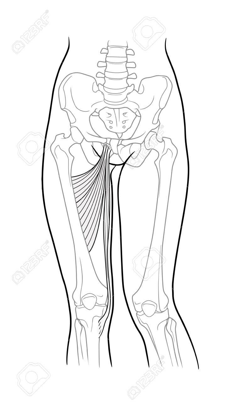 Musculos aductores de la pierna