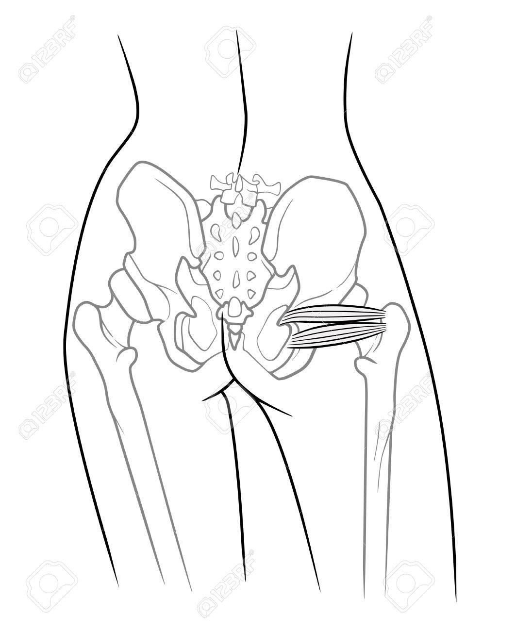 骨盤ガードル人間骨格 毛様体筋双子劣るの内部構造 筋ジェメッリ 双子優れたま毛様体筋 上双子筋 下双子筋 リアビューの 白い背景に のイラスト素材 ベクタ Image