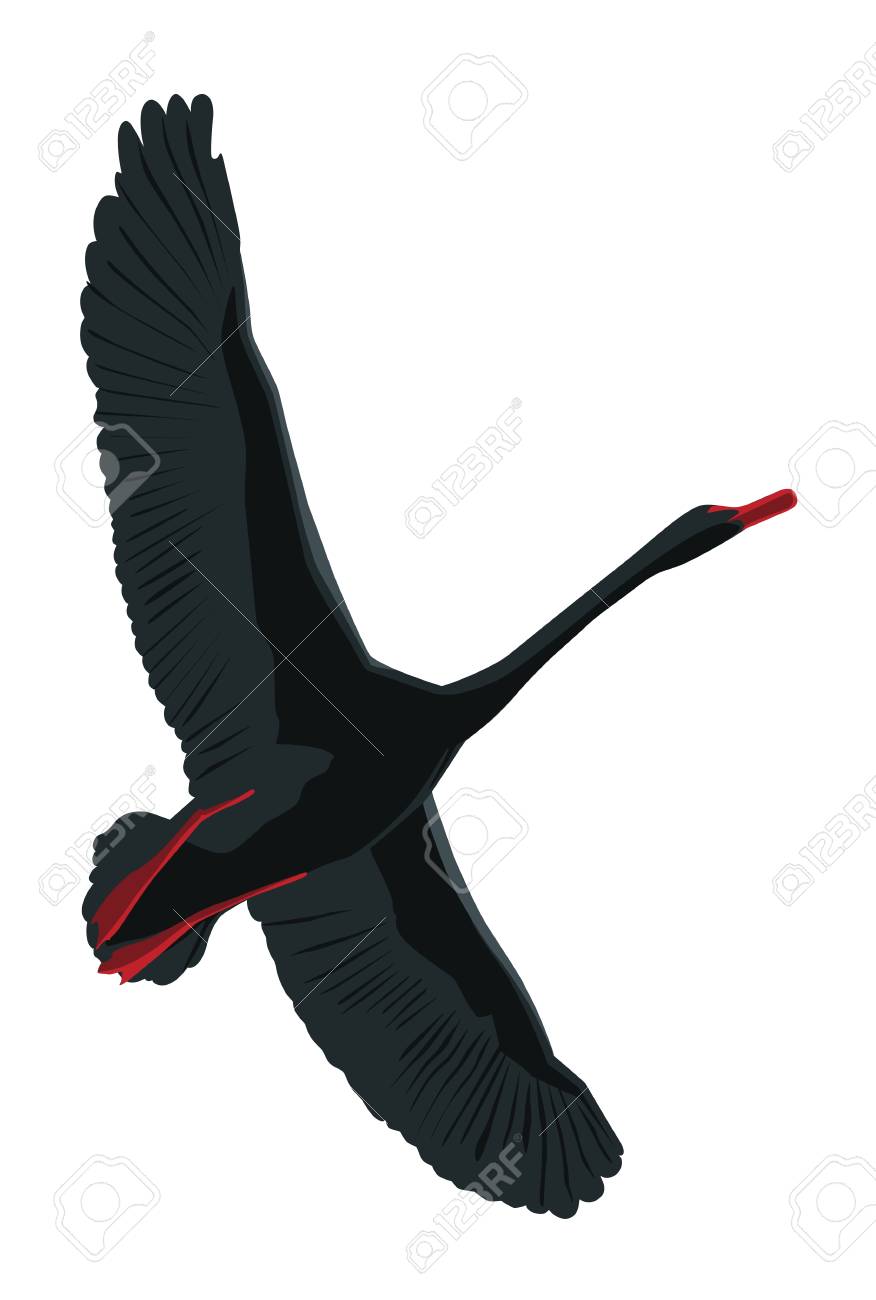 A Flying Black Swan. Клипарты, SVG, векторы, и Набор Иллюстраций Без Оплаты  Отчислений. Image 89765826