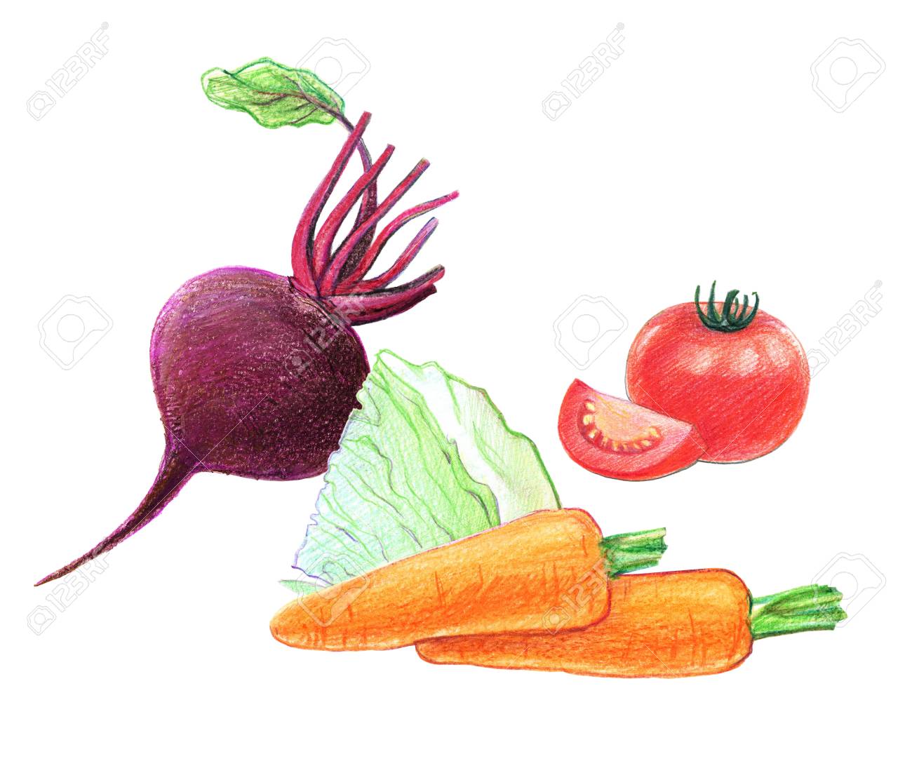 野菜と根菜 ビート キャベツ ニンジン トマト全体とカットで 色鉛筆でグラフィック描画 白い背景に隔離 の写真素材 画像素材 Image