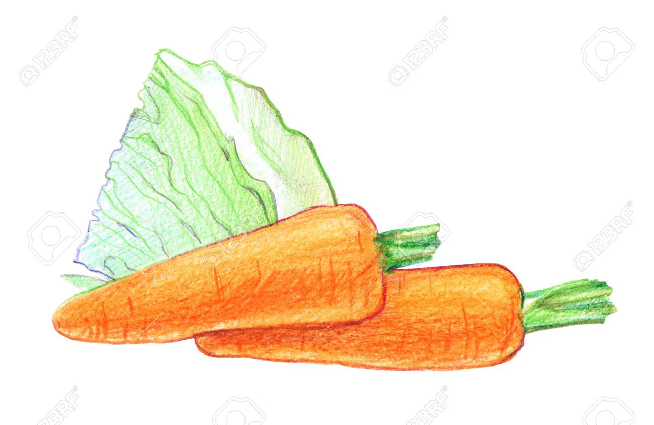 A Slice Of Cabbage And Two Carrots Graphic Drawing With Colored