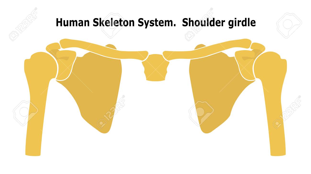 Human Skeleton System Shoulder Girdle. Anterior View Anatomy. Vector illustration. Isolated on white background. Flat design - 125393532 Human Skeleton System Shoulder Girdle. Anterior View Anatomy. Vector illustration. Isolated on white background. Flat design - 125393532