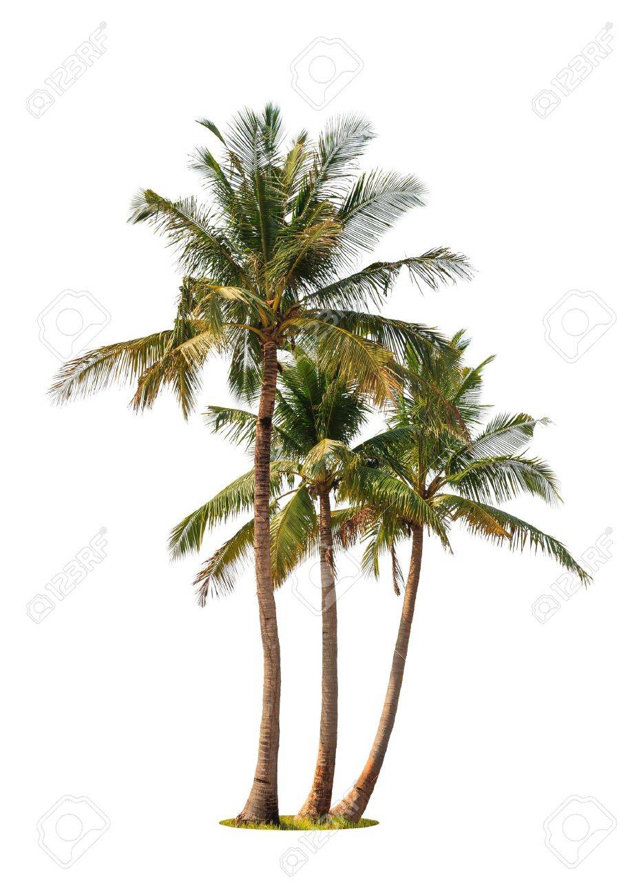 Image result for trees against white background