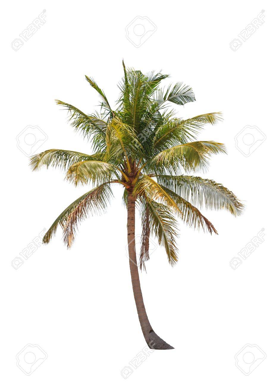 白い背景で隔離のココナッツのヤシの木 の写真素材 画像素材 Image