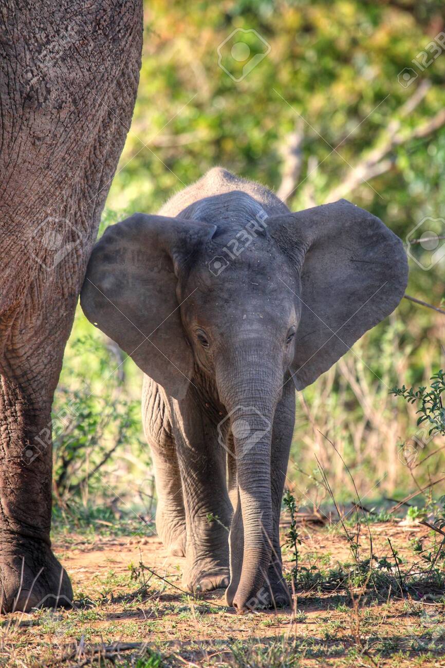 elephant flappy ears