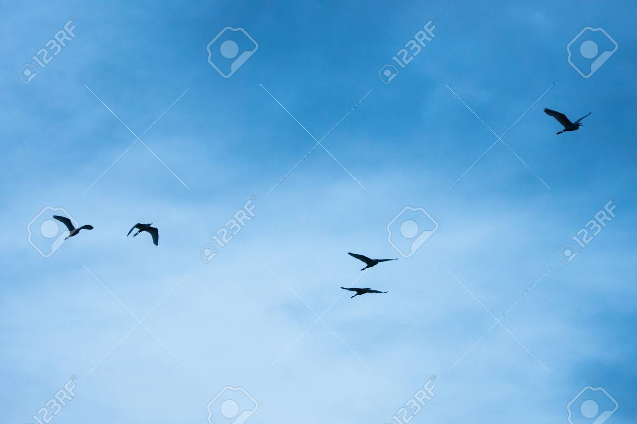 空をイメージする鳥 空をイメージする鳥