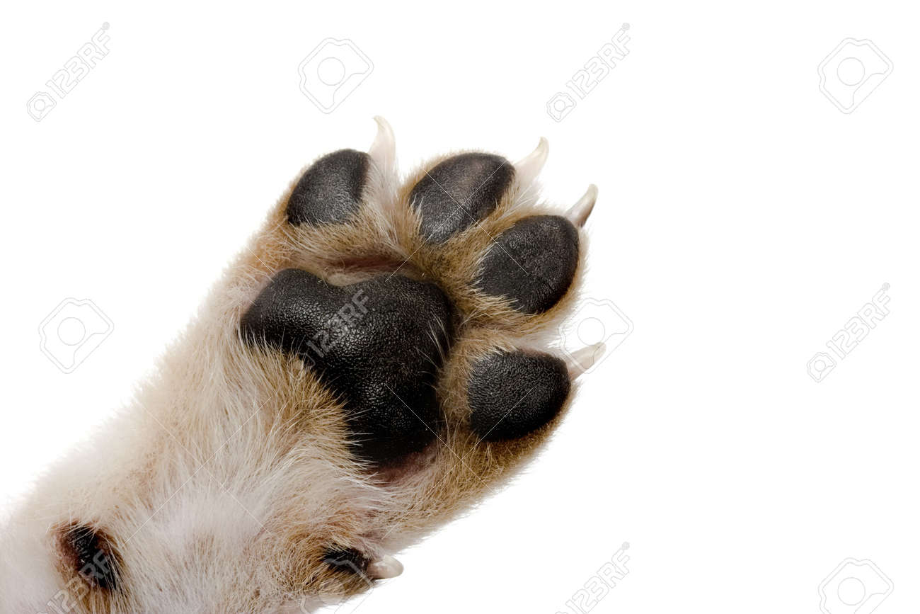 Close Up Bild Von Hund Pfote Grosse Fussstapfen Lizenzfreie Fotos Bilder Und Stock Fotografie Image