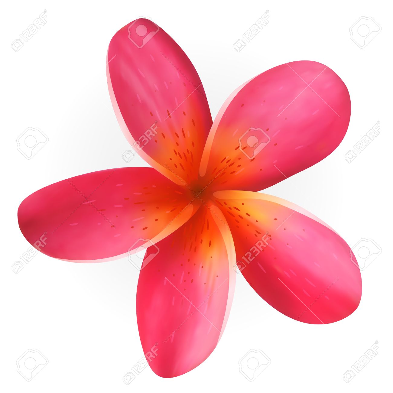 白で隔離されるピンクのプルメリアの花 のイラスト素材 ベクタ Image 1714 白で隔離されるピンクのプルメリアの花 のイラスト素材 ベクタ Image 1714