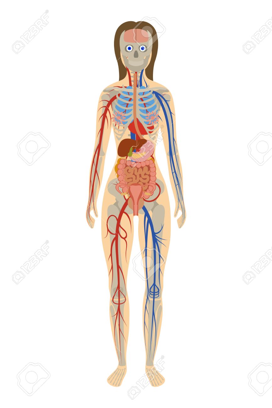 Abbildung Der Menschlichen Anatomie Der Frau Auf Weissem Hintergrund Lizenzfrei Nutzbare Vektorgrafiken Clip Arts Illustrationen Image 42609137