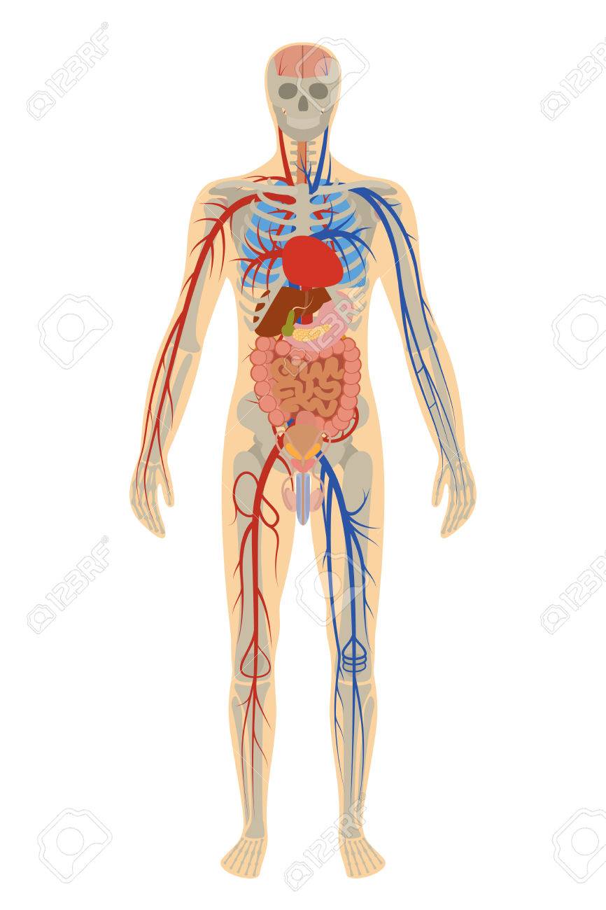 白い背景上の人間の人体解剖学のイラストのイラスト素材 ベクタ Image