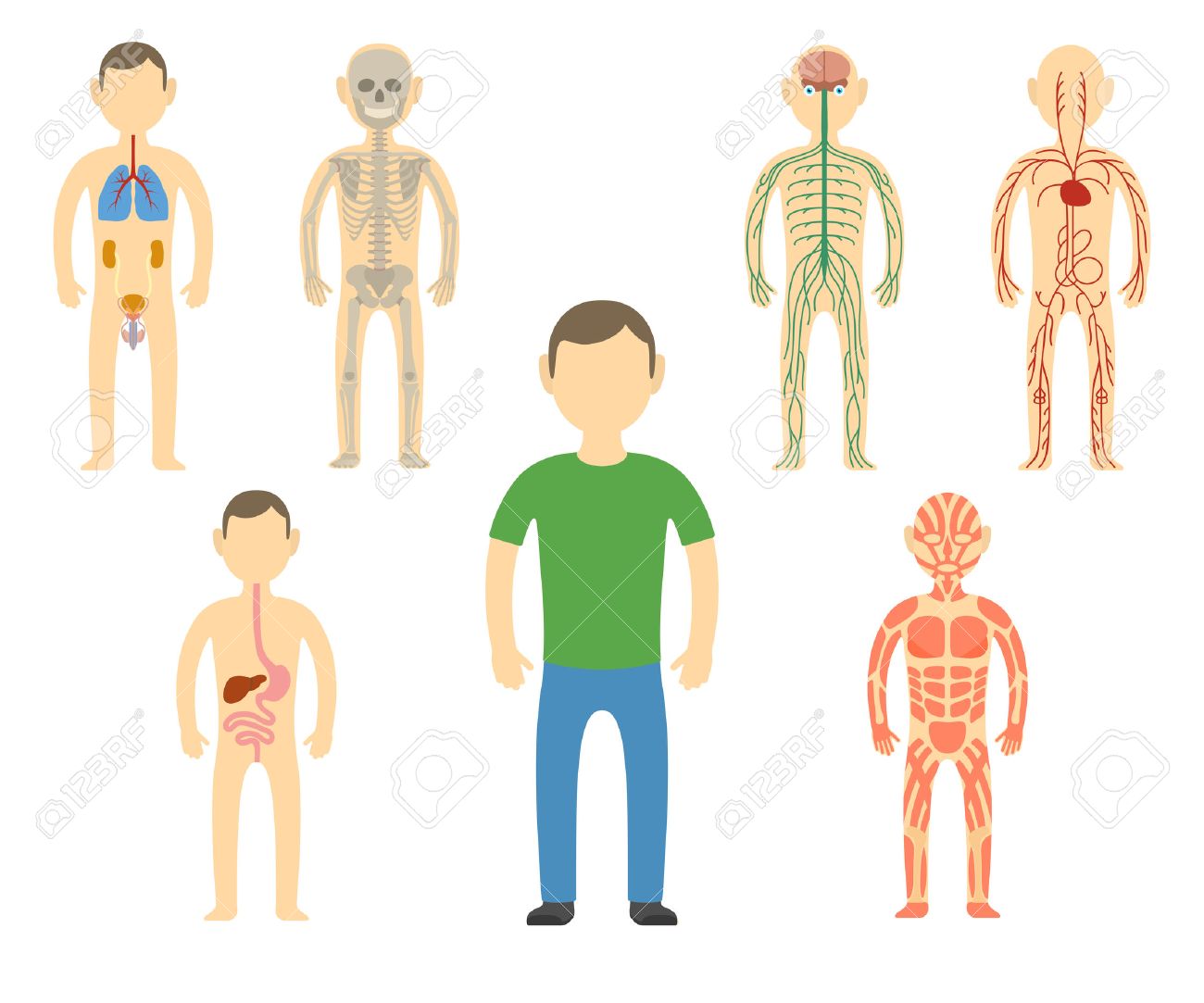 Cartoon man body anatomy. All body systems - Urogenital, Respiratory, Nervous, Circulatory, Skeleton, Digestive and Muscular systems. Vector illustration - 54881576 Cartoon man body anatomy. All body systems - Urogenital, Respiratory, Nervous, Circulatory, Skeleton, Digestive and Muscular systems. Vector illustration - 54881576