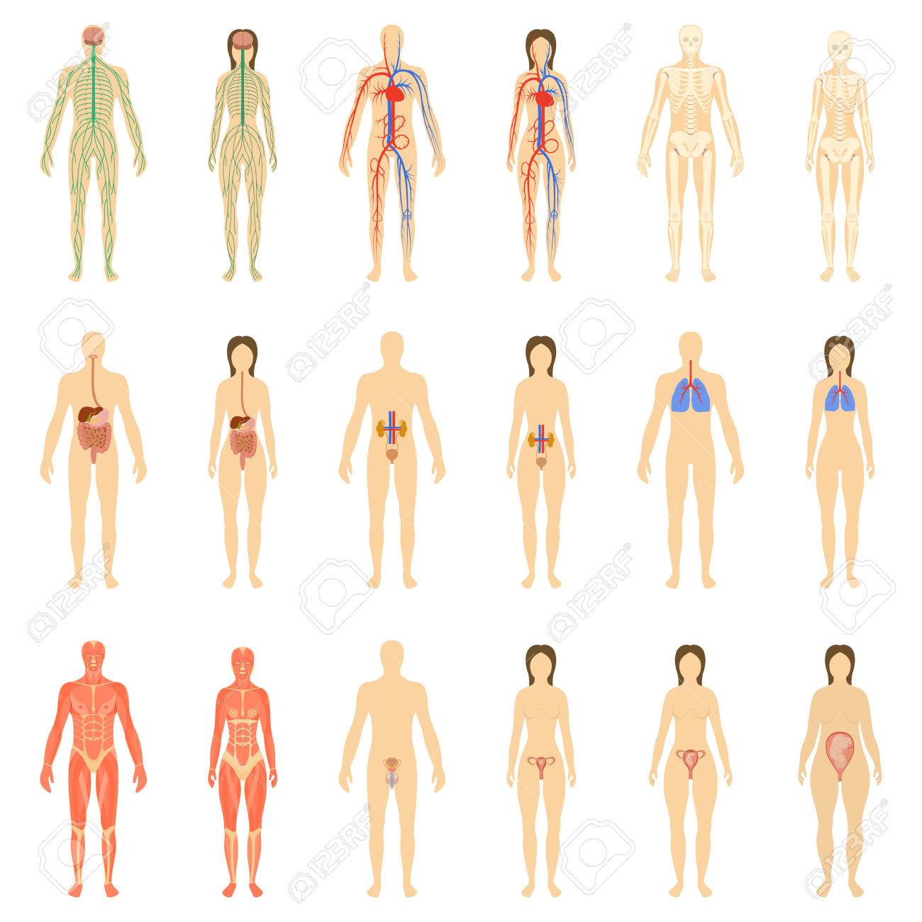 人間の臓器や体の活力のシステムのセットです イラスト のイラスト素材 ベクタ Image