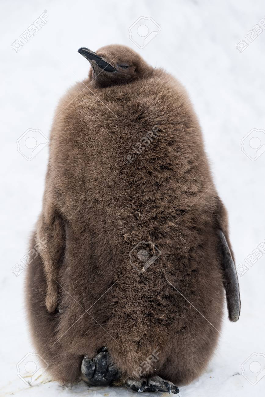ふわふわキングペンギンひよこ の写真素材 画像素材 Image ふわふわキングペンギンひよこ の写真素材 画像素材 Image