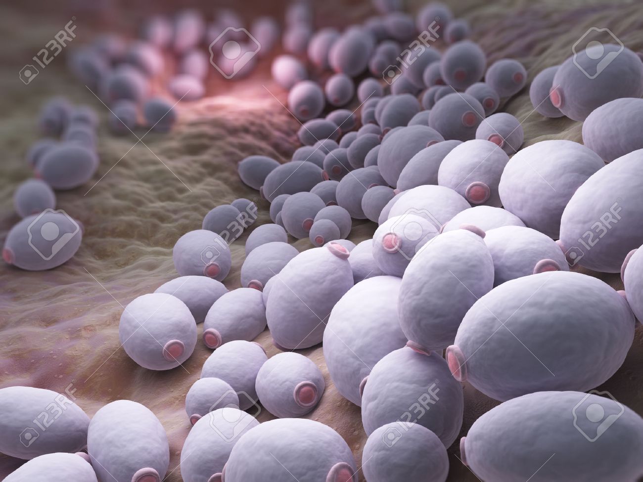 Yeast fungus Candida albicans - the causative agent of candidiasis 83 Yeast fungus Candida albicans - the causative agent of candidiasis 24