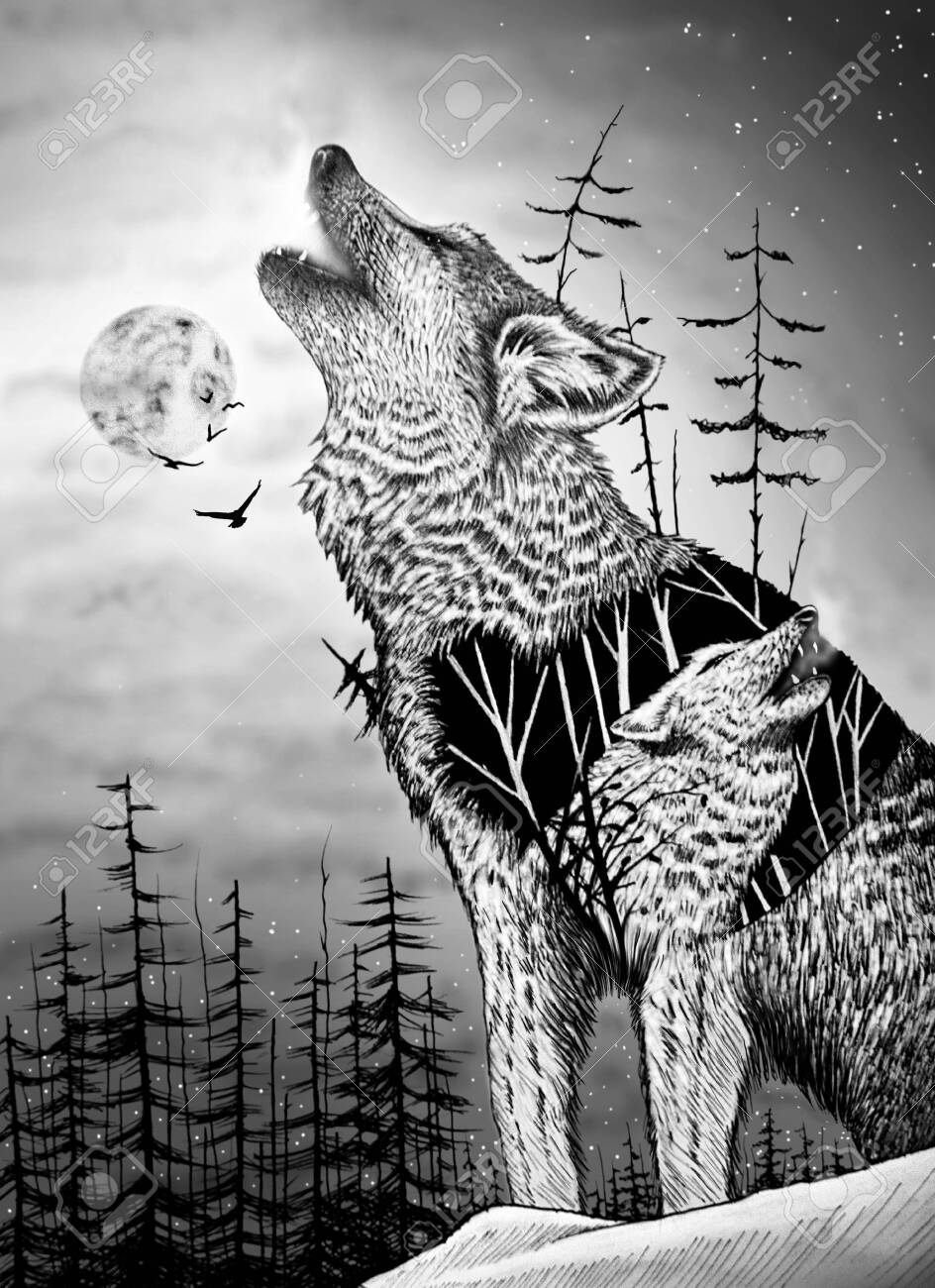 Loving Wolves In Nature Wolf Drawing Animal Illustration Stock Photo Picture And Royalty Free Image Image 135487639