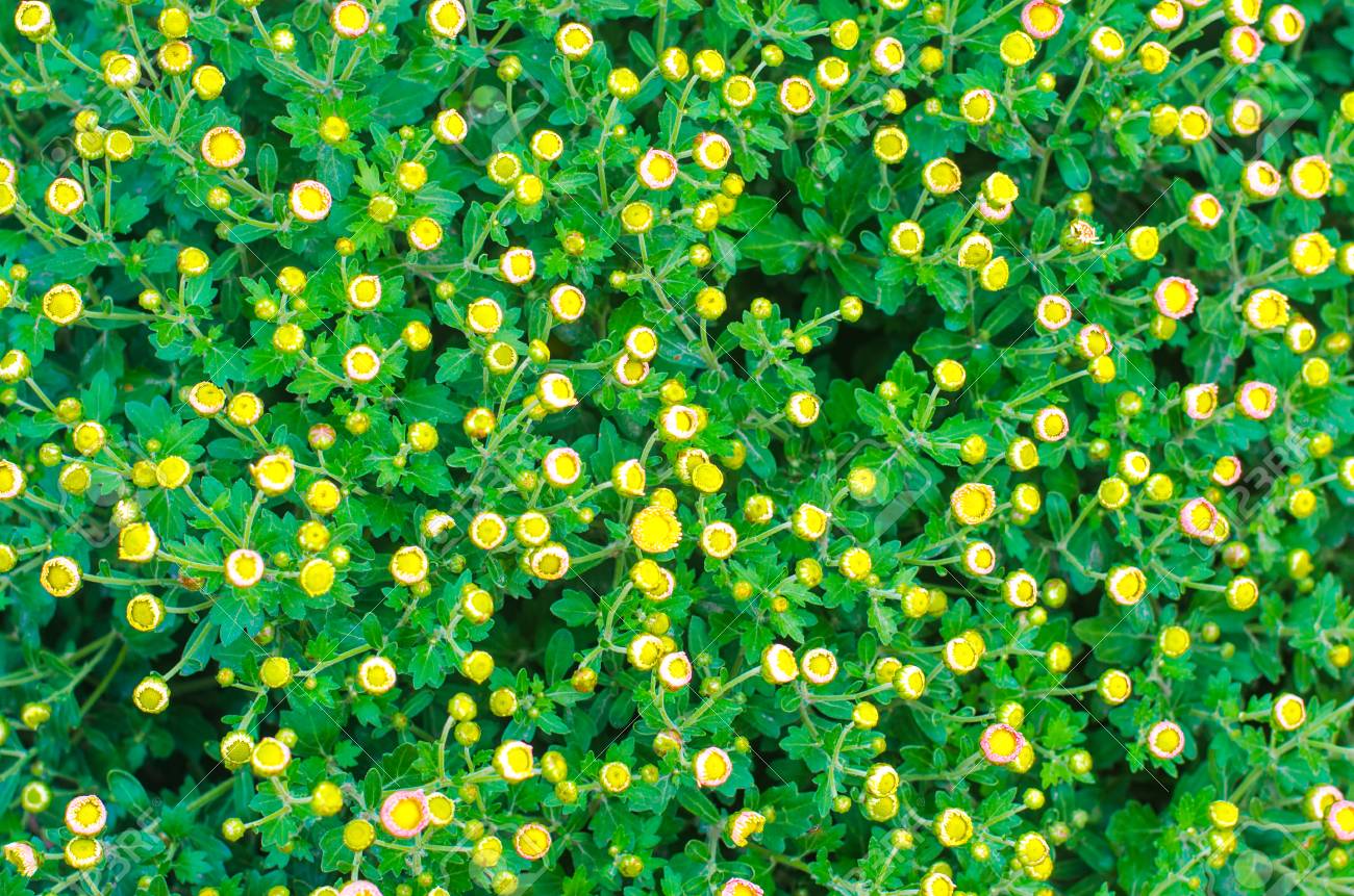 庭の美しい黄色の菊 花のテクスチャ 壁紙 の写真素材 画像素材 Image 庭の美しい黄色の菊 花のテクスチャ 壁紙 の写真素材 画像素材 Image