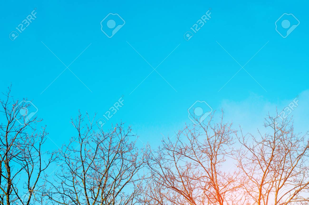 bare trees and blue