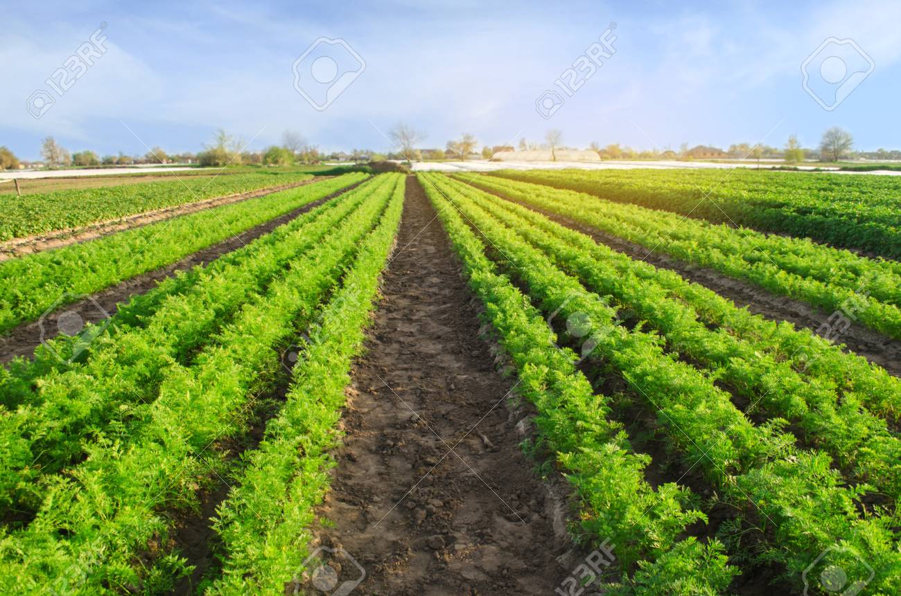 Carrot Plantations Grow In The Field. Vegetable Rows. Growing Vegetables.  Farm. Landscape With Agricultural Land. Crops Fresh Green Plant Agriculture  Farming. Фотография, картинки, изображения и сток-фотография без роялти.  Image 122680438