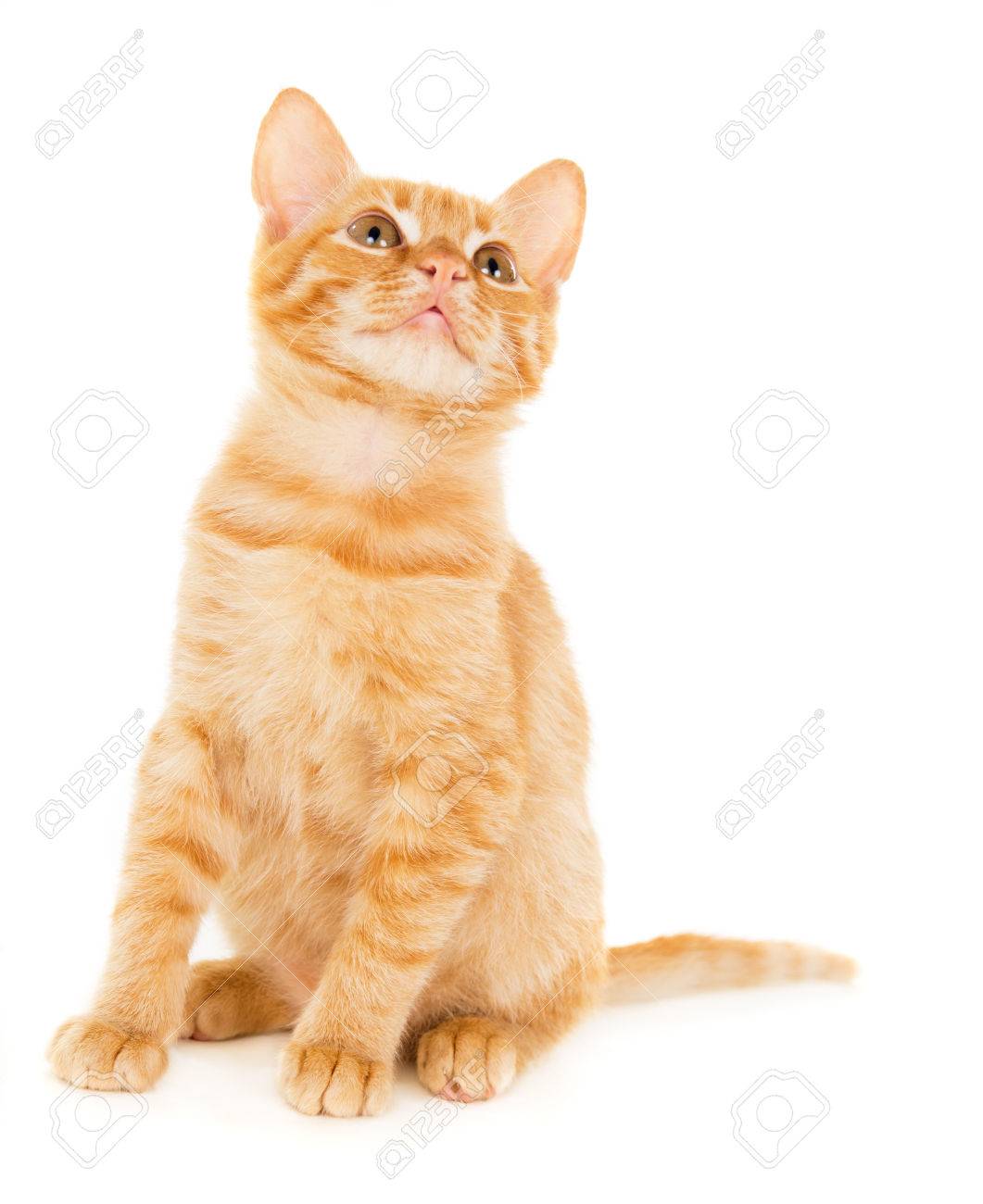 Chaton Roux Mignon Isole Sur Fond Blanc Banque D Images Et Photos Libres De Droits Image