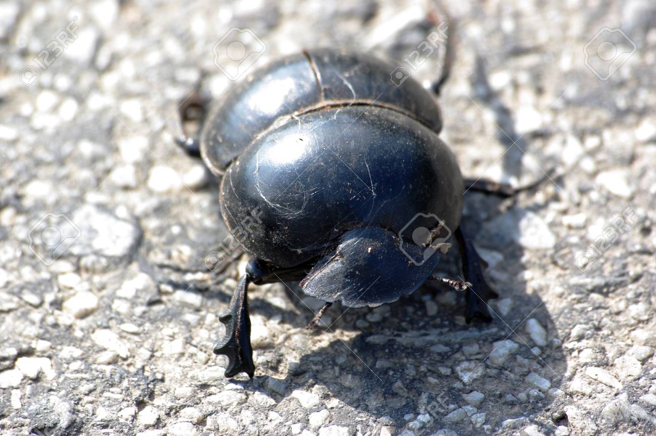 フンコロガシの写真素材・画像素材 Image 55009045