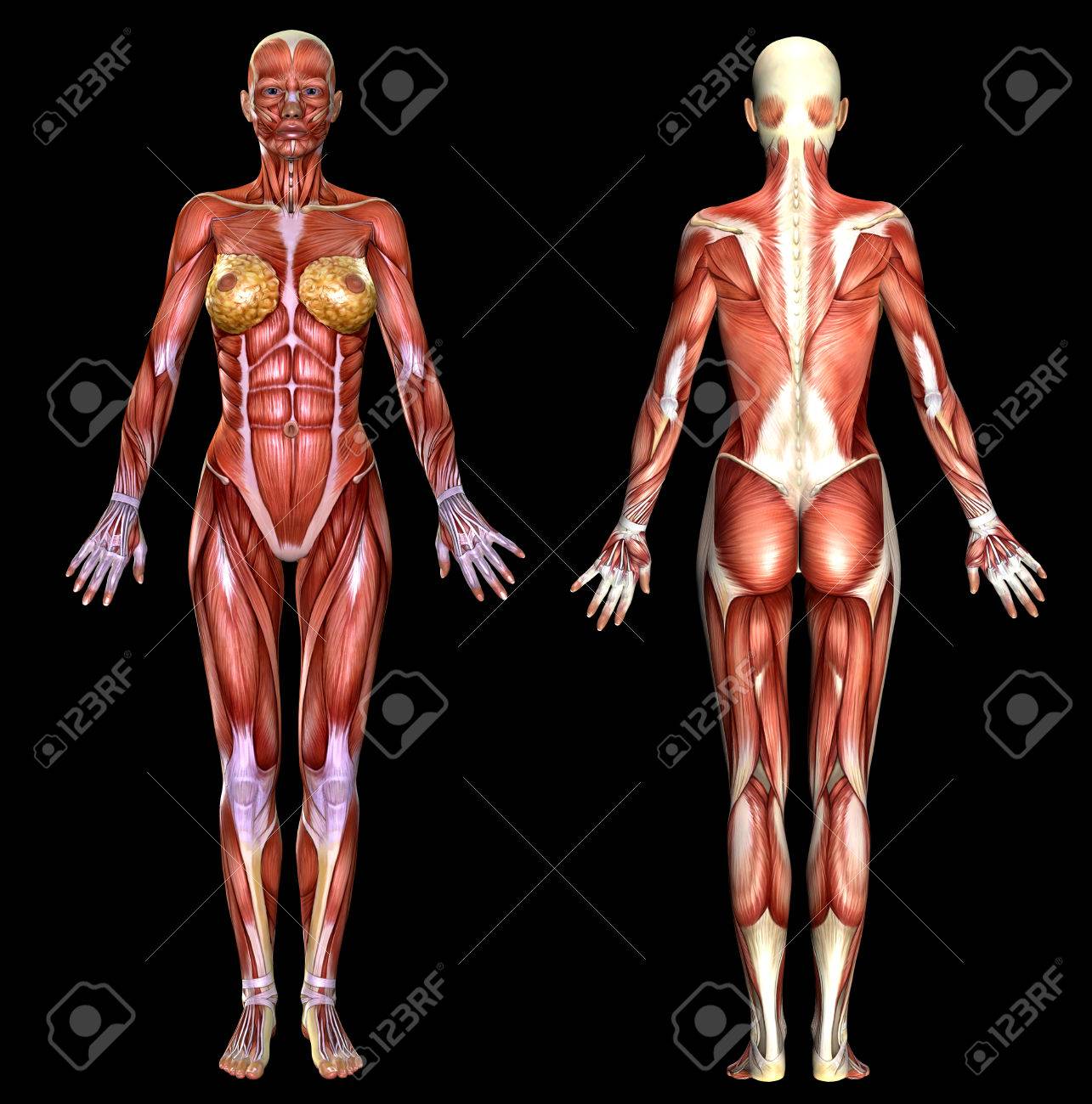 女体解剖 - Genspark