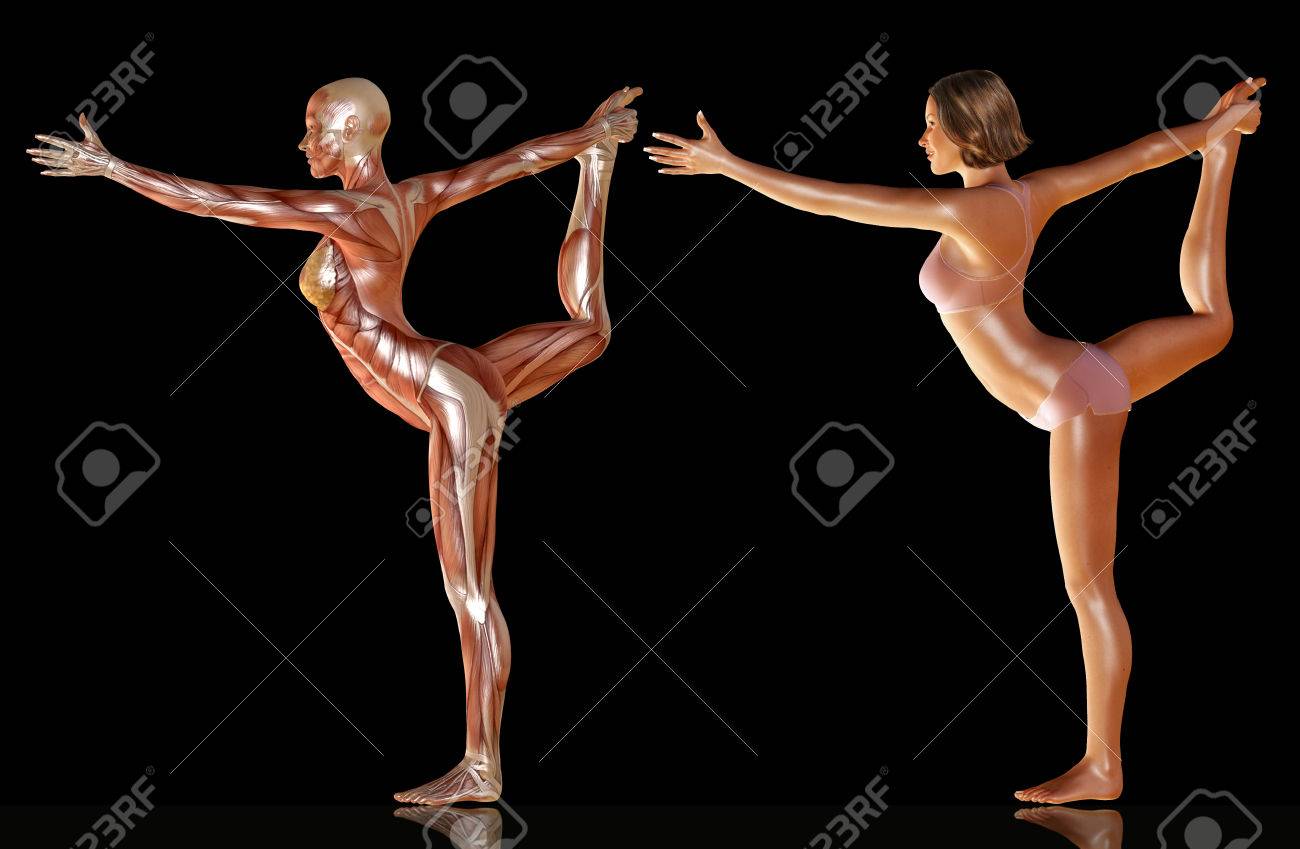 筋肉解剖学ヨガ イラストに女性体の 3 D レンダリング の写真素材