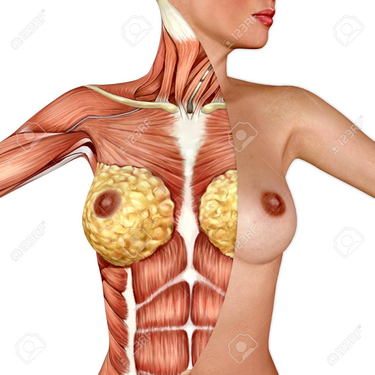 female breast pics Female breast pics