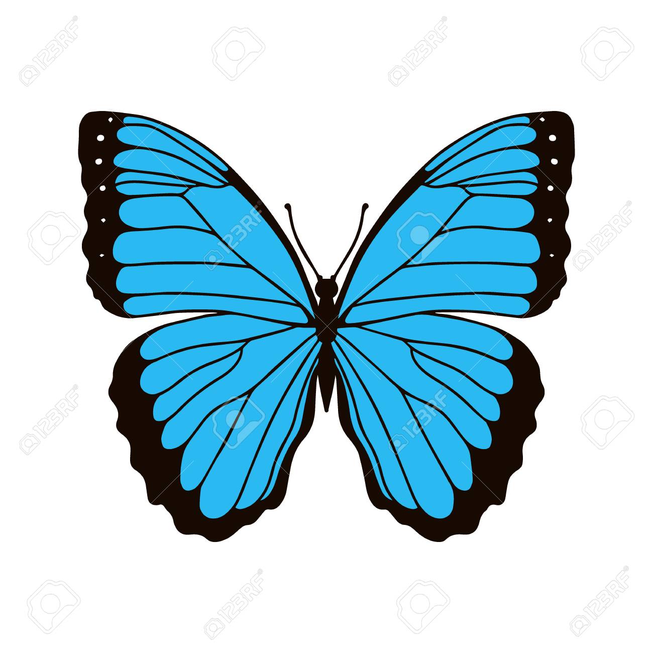 A Collection Of Vibrant Multy Color Insect Monarch Tiger