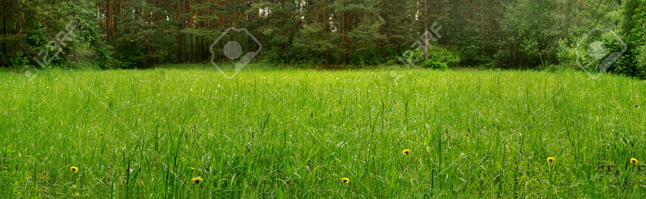 Panorama of a clearing in a pine forest in the morning - 153641156 Panorama of a clearing in a pine forest in the morning - 153641156