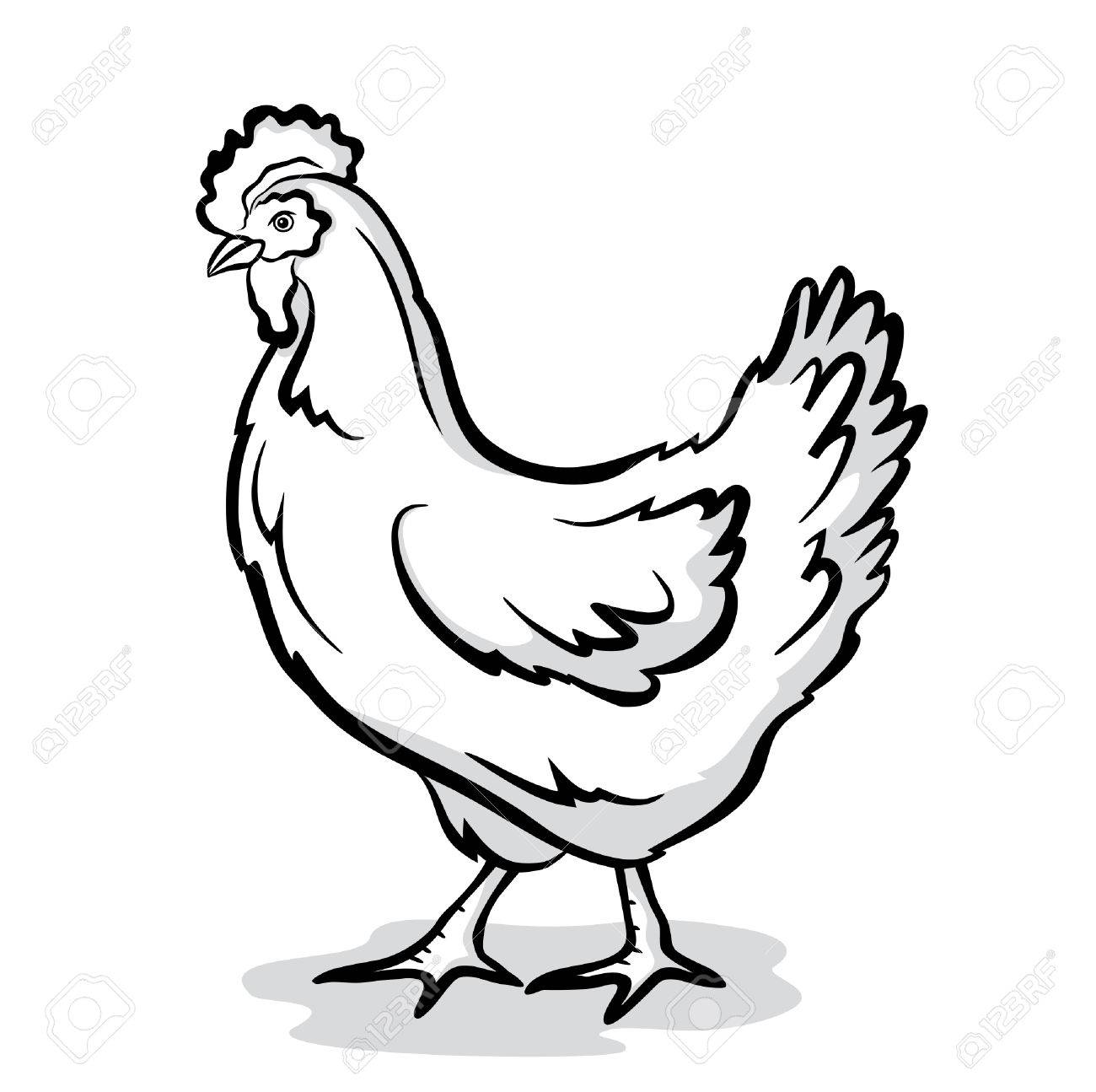 Living Chicken Vector Illustration In Black And White