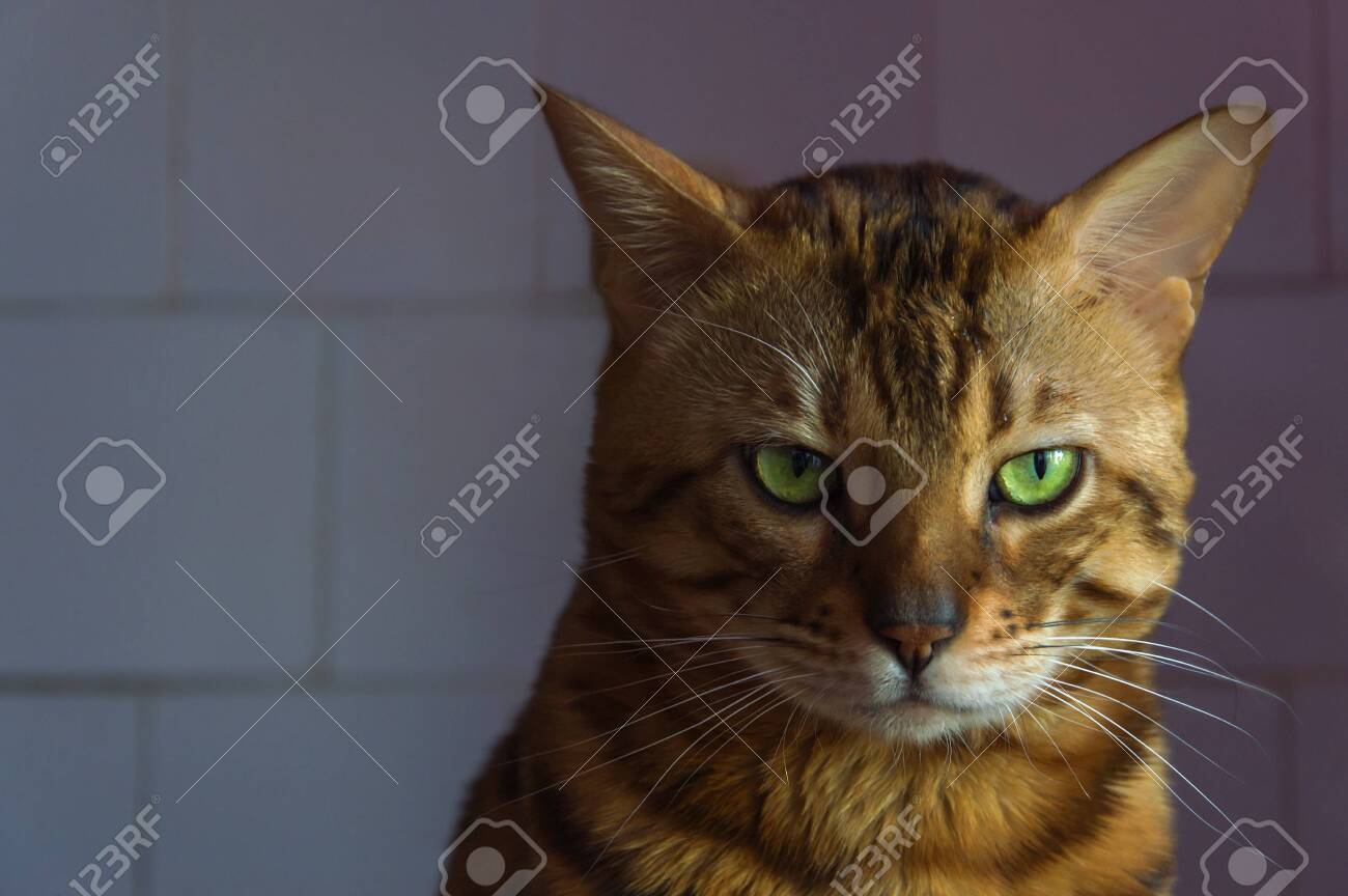 etiam-dictum-ipsum-a-felis