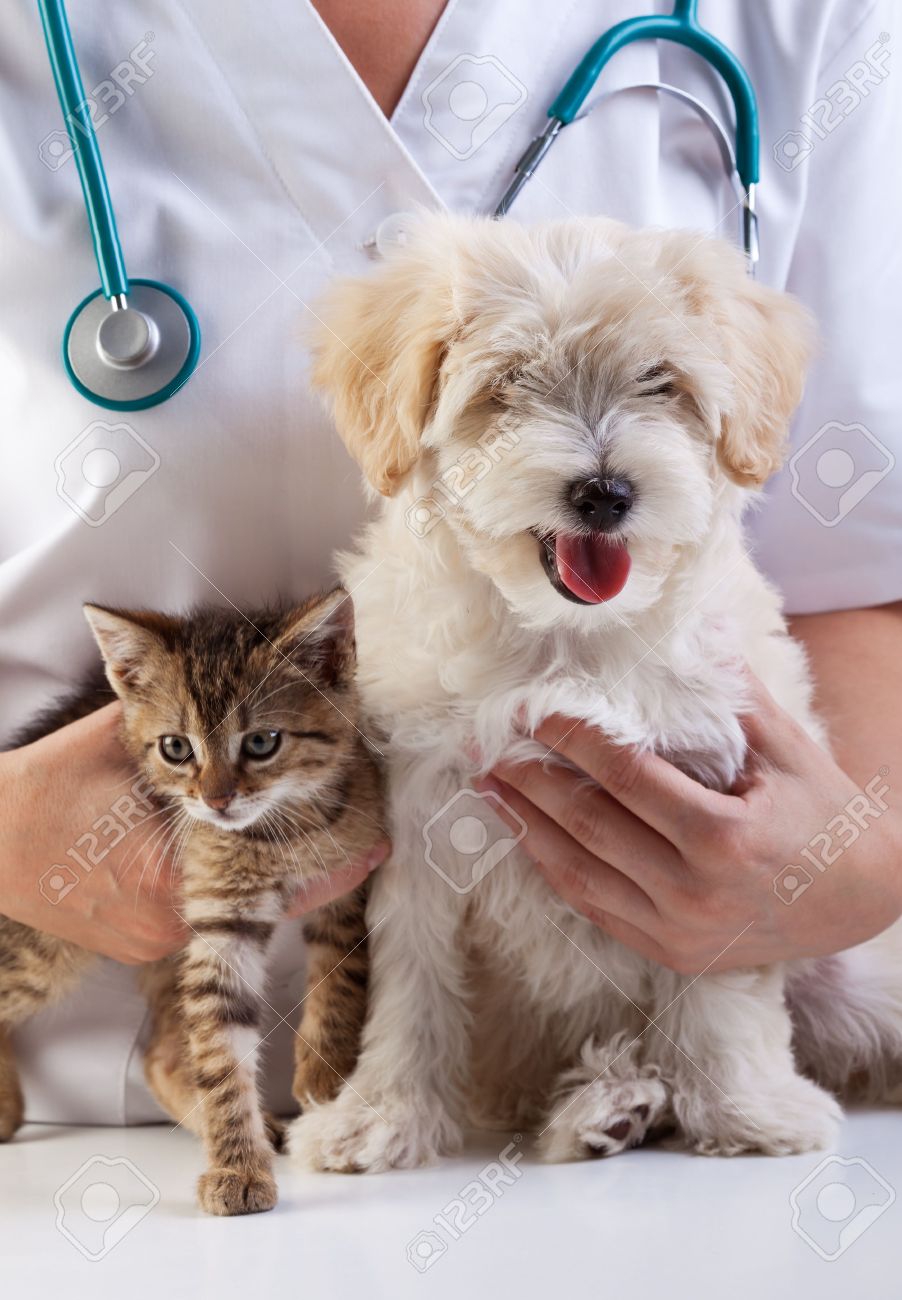 Little dog and cat at the veterinary checkup - 17532510 Little dog and cat at the veterinary checkup - 17532510