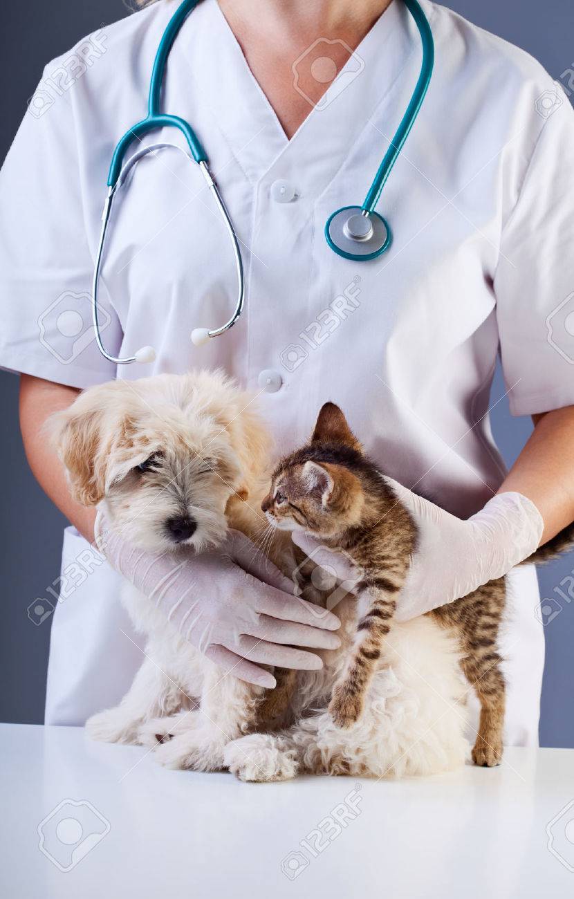 Little dog and kitten meeting at the veterinary doctor office - waiting for examination - 26003551 Little dog and kitten meeting at the veterinary doctor office - waiting for examination - 26003551