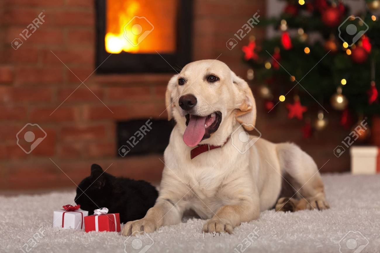 Family pets receiving gifts for Christmas - dog a kitten with small presents - 33240398 Family pets receiving gifts for Christmas - dog a kitten with small presents - 33240398