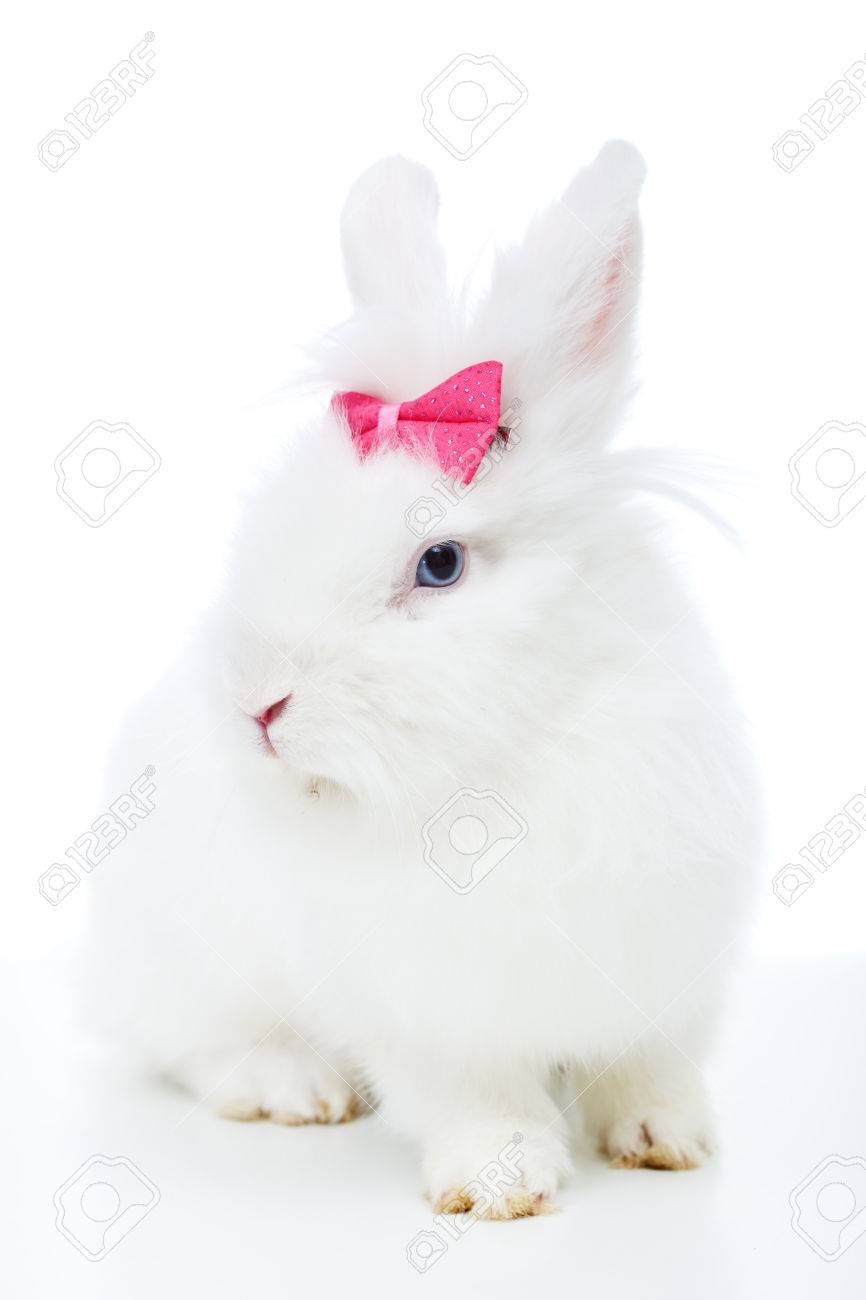 cute white rabbit with